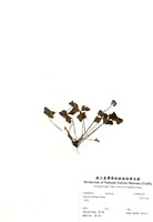 藏品(三葉山芹菜)的圖片